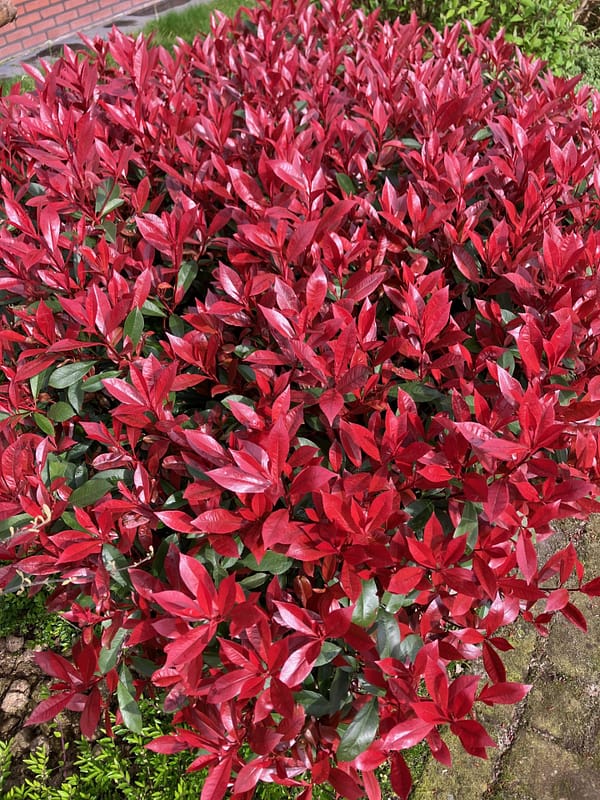 Photinia carre rouge